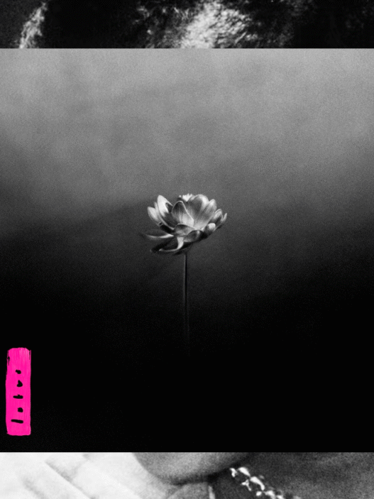 Lotus de Little Simz